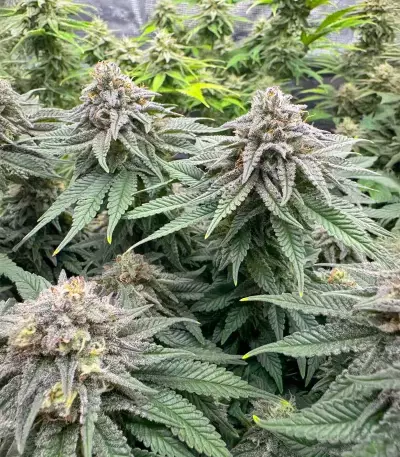 Granny Candy feminisierte Samen (Humboldt Seed Company)