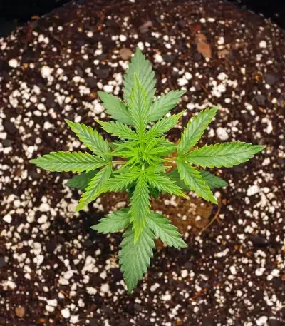 Humboldt Dream Autoflower feminisierte Samen (Humboldt Seed Company)