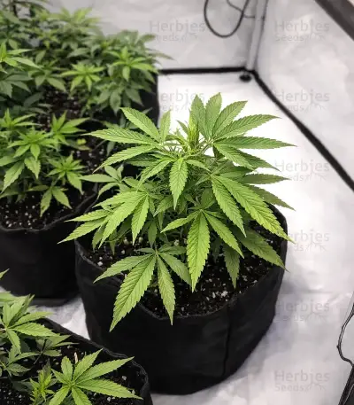 Mandarin Cookies (00 Seeds)