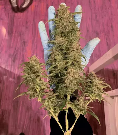 Monkey GG#4 Original Glue (Growers Choice) Cannabis-Samen