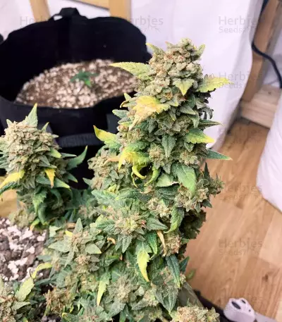 Original Auto Sour Diesel (Fast Buds) Cannabis-Samen