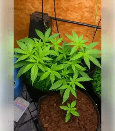 Permanent Marker (Blimburn Seeds)