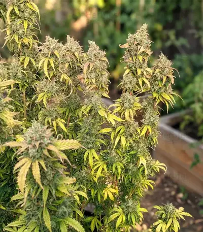 S.T.D (Cream of the Crop Seeds) Cannabis-Samen
