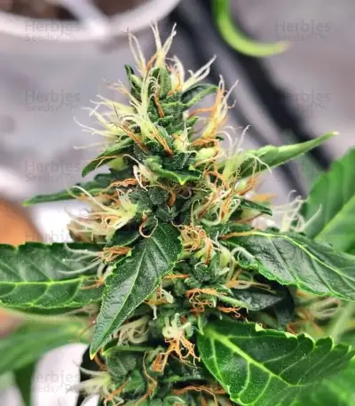Space Cookies Auto feminisierte Samen (Delicious Seeds)
