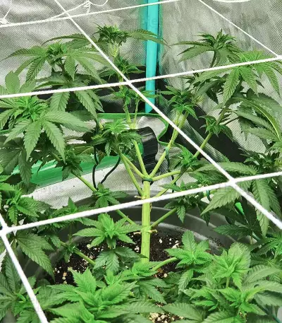 Watermelon Z Samen feminisiert (Barney's Farm)