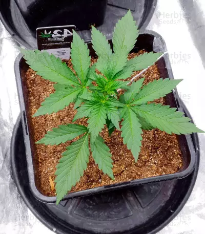 Ztrawberriez Auto feminisierte Samen (Fast Buds)