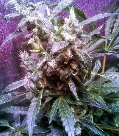 24K Gold (AKA Kosher Tangie) (DNA Genetics) Cannabis-Samen