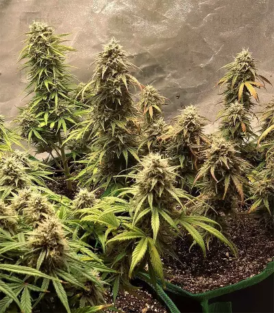 4 Assed Monkey (Mephisto Genetics) Cannabis-Samen