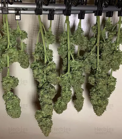 Franco's Lemon Cheese (GHS) Cannabis-Samen