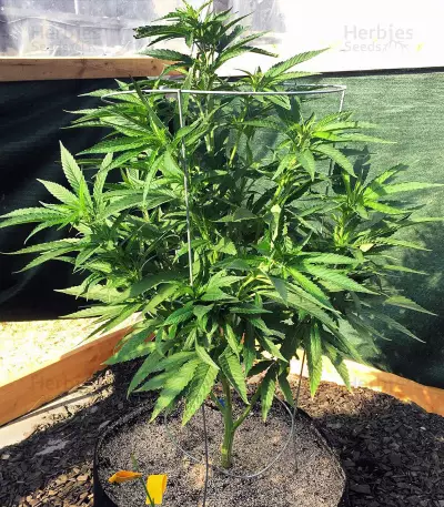 501st OG Regular (Rare Dankness Seeds) Cannabis-Samen