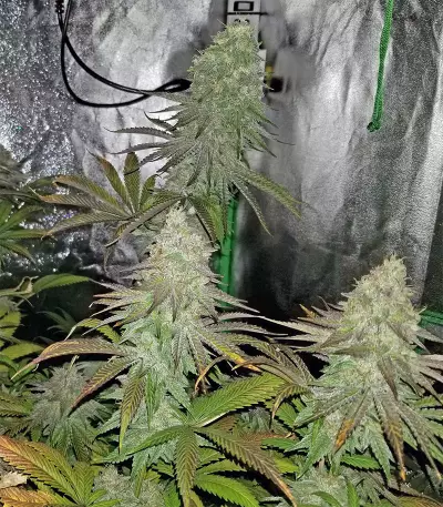 Acid Dough (Ripper Seeds) Cannabis-Samen