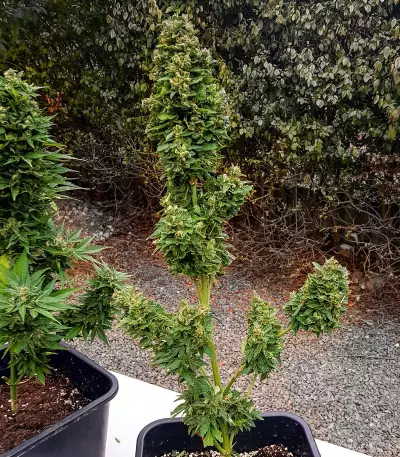 Auto Critical Soma (Advanced Seeds) Cannabis-Samen