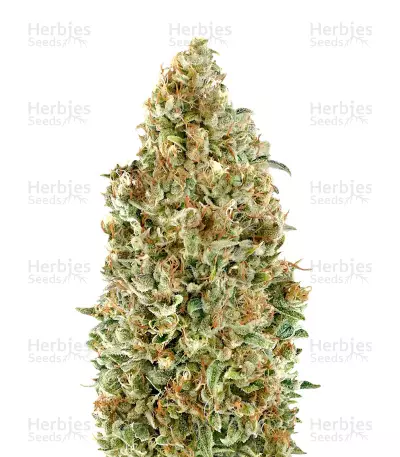 Auto Kaya 47 (Advanced Seeds) Cannabis-Samen
