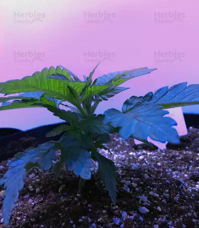 Big Bud XXL (Ministry Of Cannabis) Cannabis-Samen