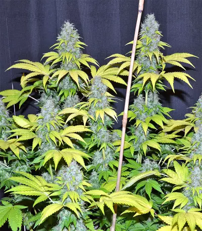 Blueberry Gum cannabis strain