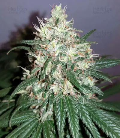 Bruce Banner strain
