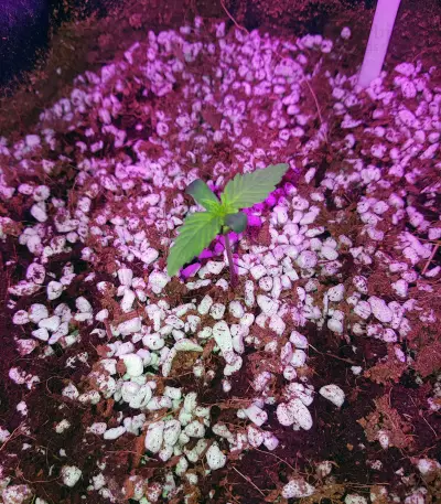 Cheese Auto (Funky Skunk Auto) (Expert Seeds)