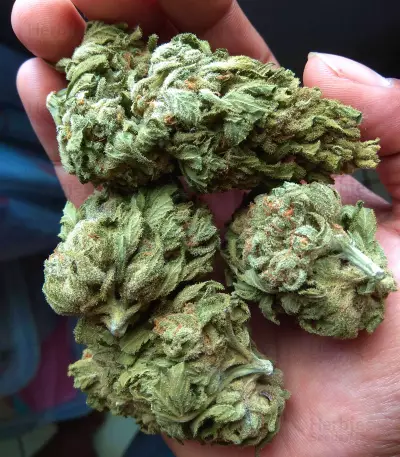 Crazy Mouse Cheese (Kera Seeds)