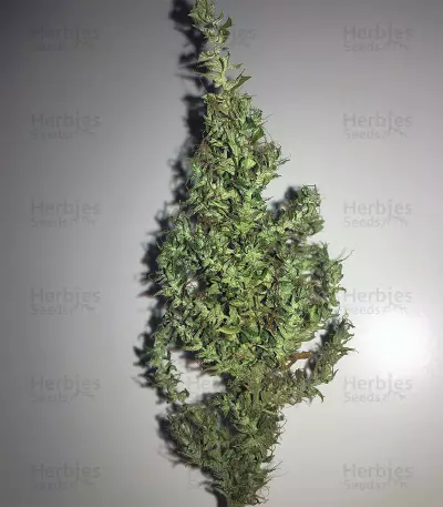Dr. Grinspoon (Barney's Farm) Cannabis-Samen