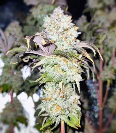 Grand Daddy Purp regular (Grand Daddy Purp) Cannabis-Samen