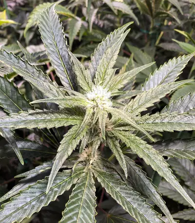King's Banner regular (Dark Horse Genetics) Cannabis-Samen