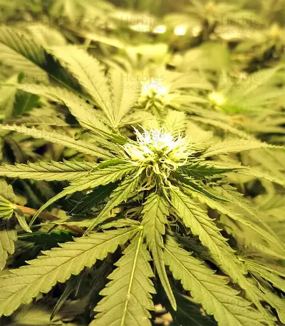 Kripple Roulette (Dr. Krippling Seeds) Cannabis-Samen