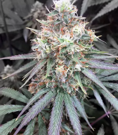 Nepal Kush (Flying Dutchmen) Cannabis-Samen