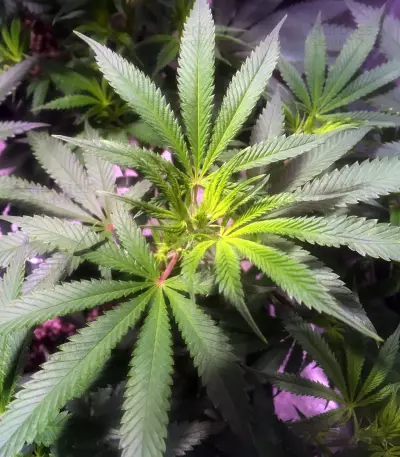 OG Kush CBD (Dinafem Seeds) Cannabis-Samen