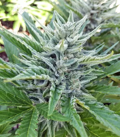 Ruderalis Skunk regular (Sensi Seeds) Cannabis-Samen