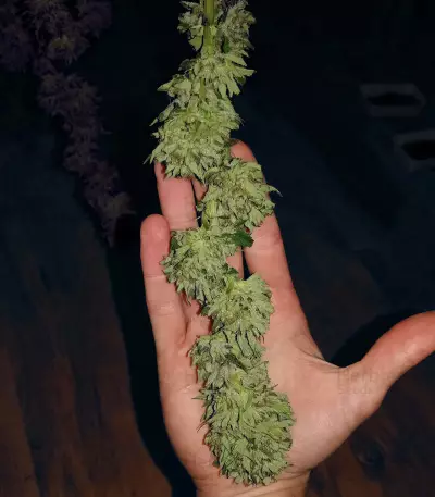 Sapphire Scout (Humboldt Seeds Organization) Cannabis-Samen