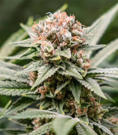 Skunk XL (RQS) Cannabis-Samen