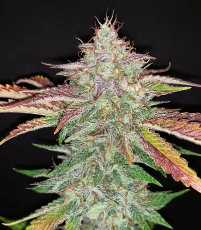 Strawberry Nuggets Auto (Mephisto Genetics) Cannabis-Samen