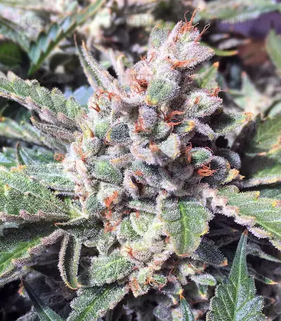 Strawberry Nuggets Auto (Mephisto Genetics) Cannabis-Samen
