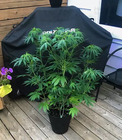 Strawberry Eclair (G13 Labs) Cannabis-Samen