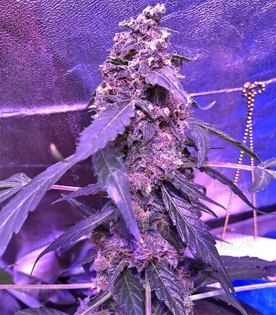 Super Auto Lemon Haze (Original Sensible Seeds) Cannabis-Samen