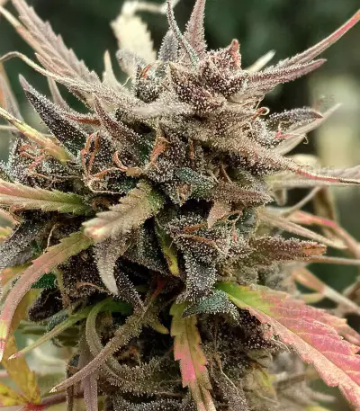 Titan's Haze regular (Flying Dutchmen) Cannabis-Samen