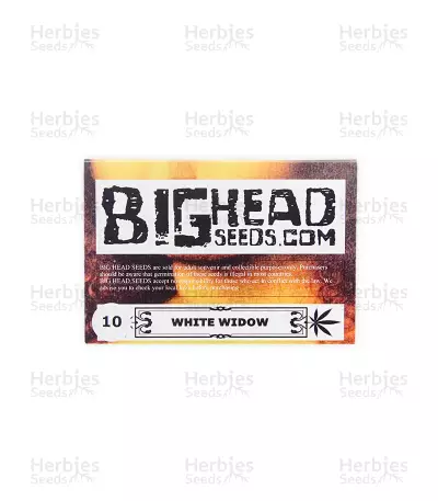 White Widow (Big Head Seeds) Cannabis-Samen