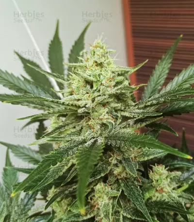 Original Afghan Kush Auto feminisiertes Saatgut (Fast Buds)
