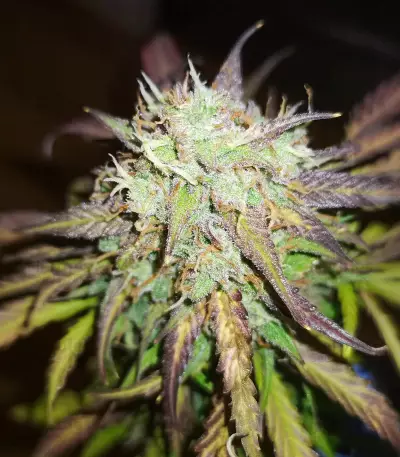 Auto Gelato (Female Seeds) Cannabis-Samen