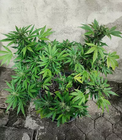 Auto Gelato (Female Seeds) Cannabis-Samen