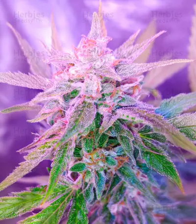 Berry Bomb Auto (Bomb Seeds) Cannabis-Samen
