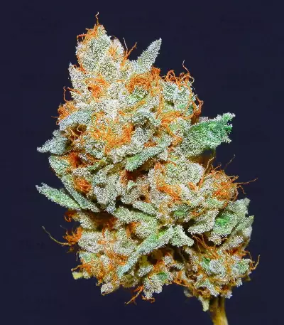 Chempie (Ripper Seeds)