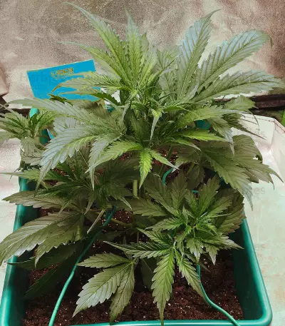 Auto Critical Orange Punch Feminized (Dutch Passion)