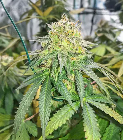 Dozy Doz feminisierte Samen (AlphaFem Seeds)