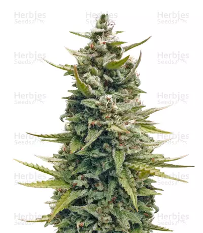 G13 Haze (Barney's Farm) Cannabis-Samen