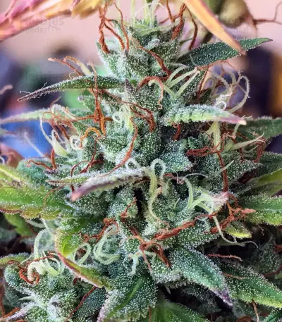 Girl Scout Cookies Auto (Auto Seeds) Cannabis-Samen