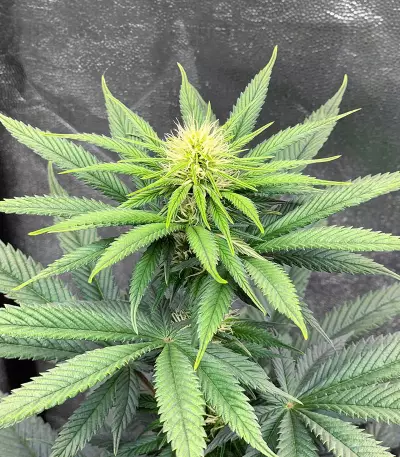 Gorilla Cookies Fast Flowering (Fast Buds)