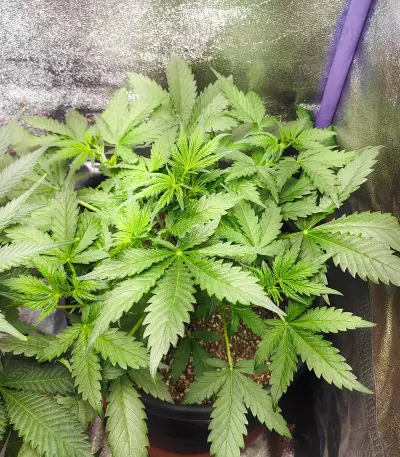 Grandmommy Purple Auto-Samen (Herbies Seeds)