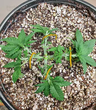 Ice Bomb (Bomb Seeds) Cannabis-Samen