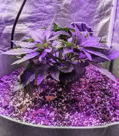 Jack’s Dream Samen feminisiert (Green House Seeds)